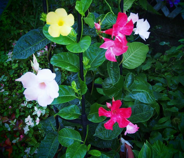 四色揃い咲き_8.19