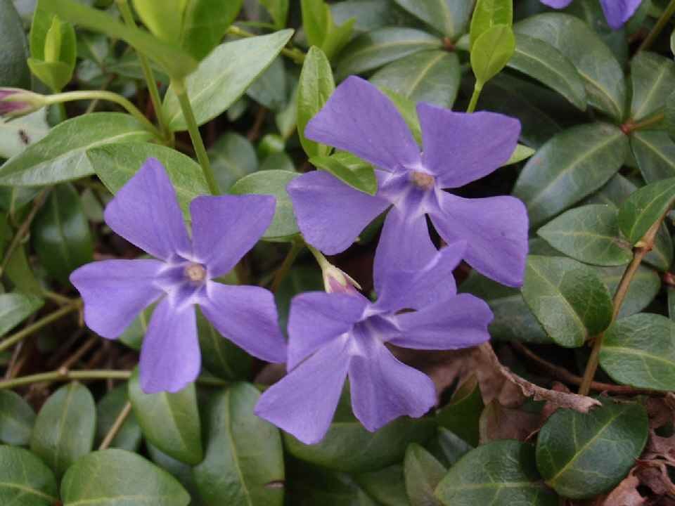 雅勒の散歩路 春の紫花