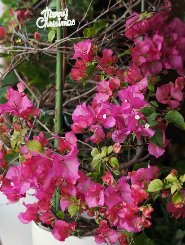 ブーゲンビリア(2)_12.09