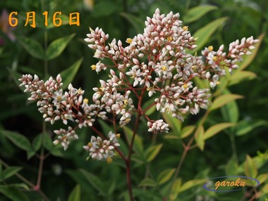 02.白南天_6.16