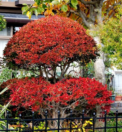 6.ドウダンツツジの紅葉