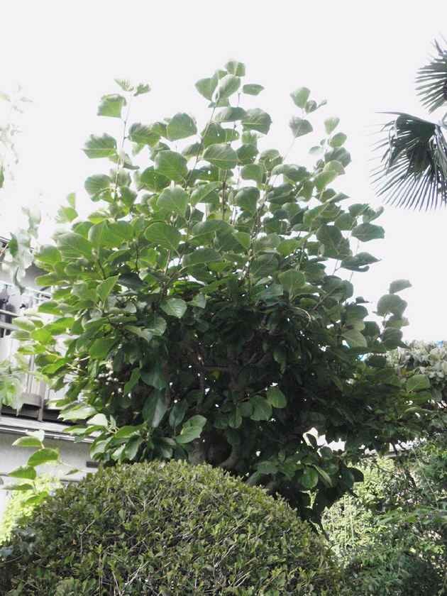 雅勒の散歩路 白木蓮 雅勒の散歩路 白木蓮