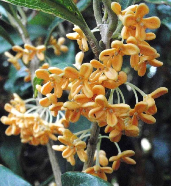 金木犀の花ＵＰ