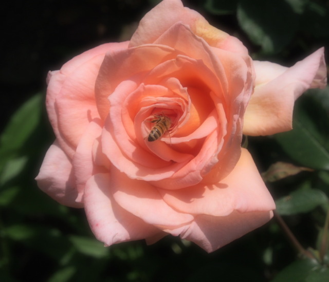 SummerDream_6.04-0147