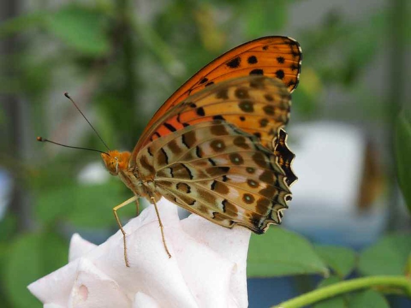 ツマグロヒョウモン♂(2)_9.04