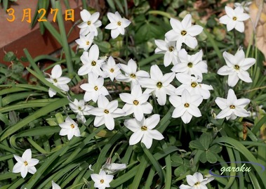 02.ハナニラ_3.27