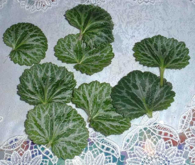 ユキノシタ_収穫