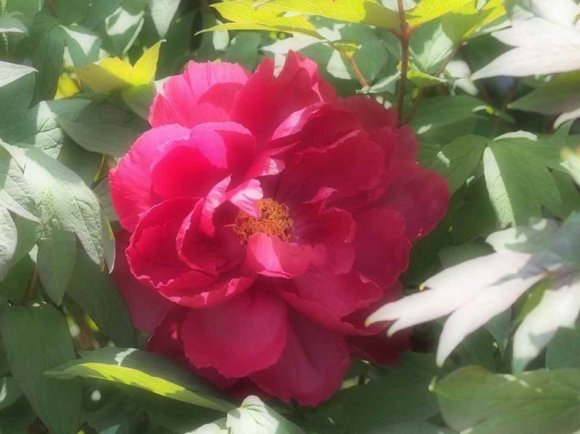 深紅の牡丹_4.28