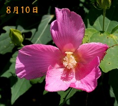 21.芙蓉_8.10