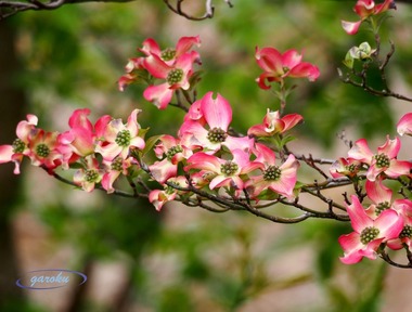 03.ハナミズキ_P4204861