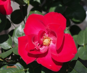 10.アルテシモ (LCI)_Up