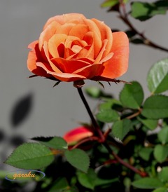 11.ミニ薔薇_テディベア 11.29