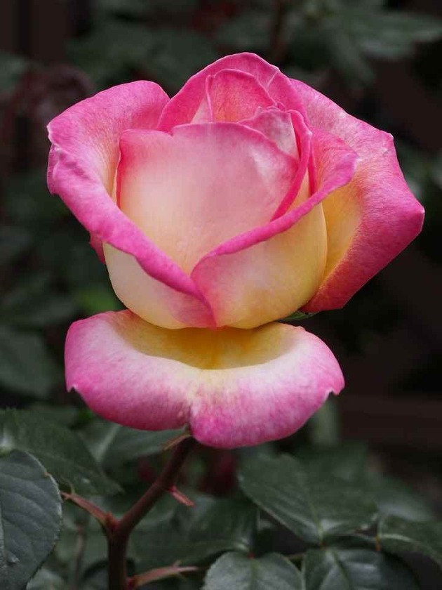 Princesse de Monaco_5.27