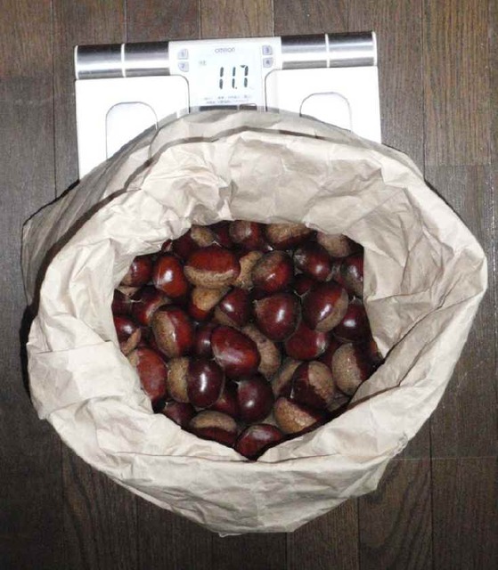 栗_11ｋｇ