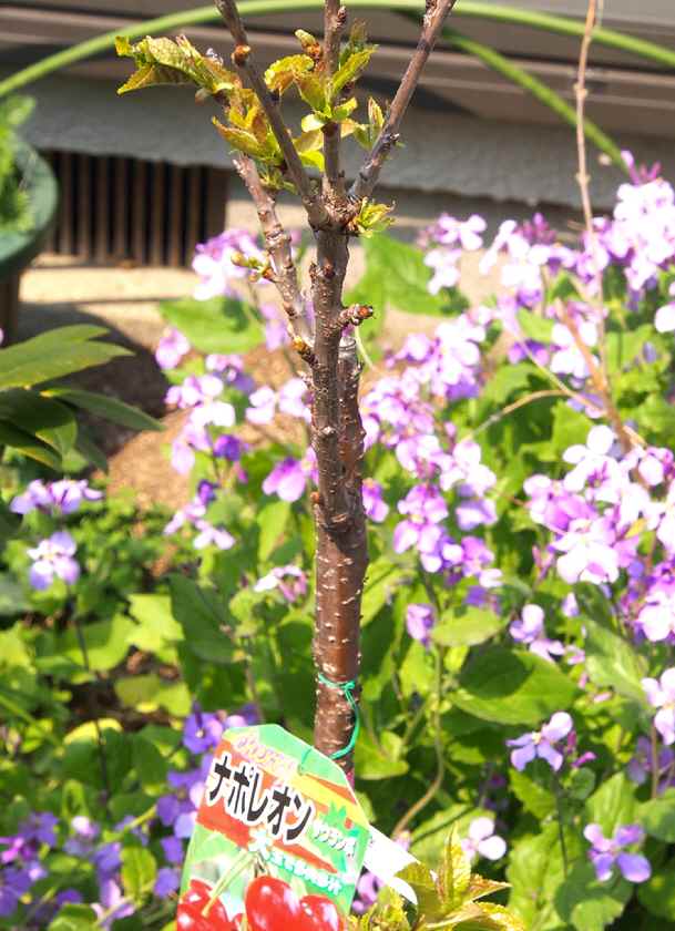 サクランボの桜_4.10