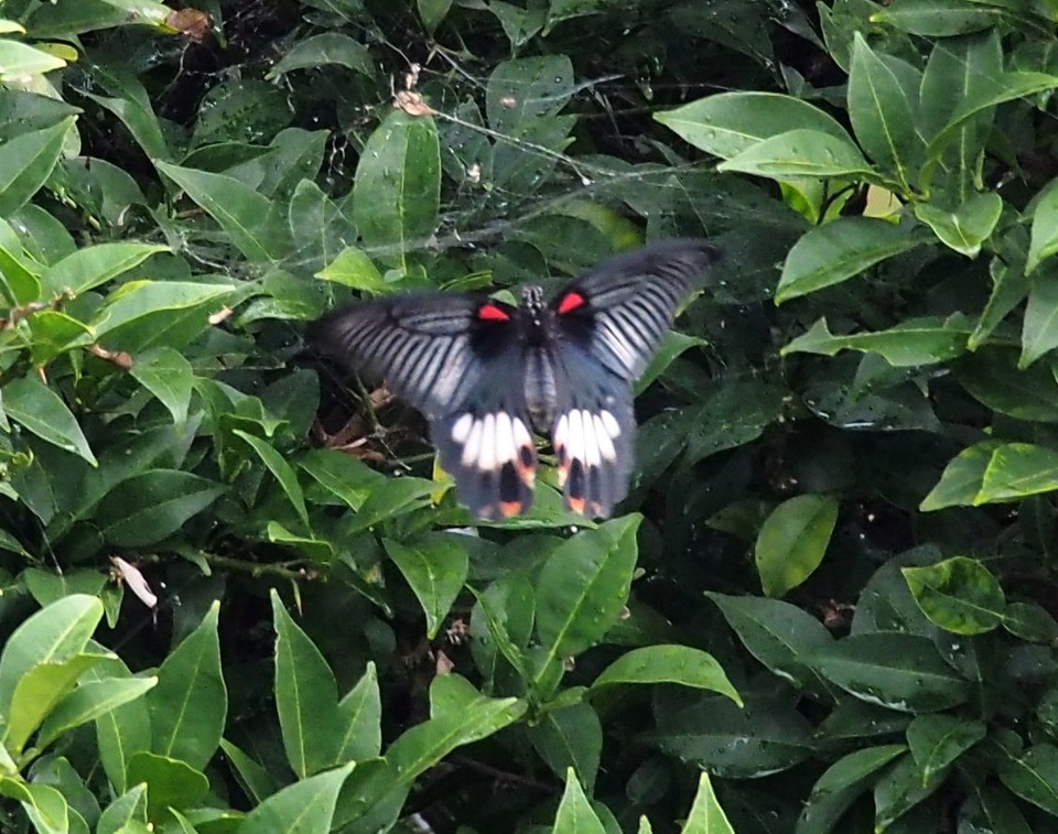 ナガサキアゲハ_♀(2)