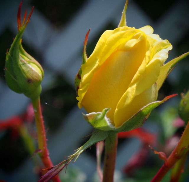 PfälzerGold_5.28-0251