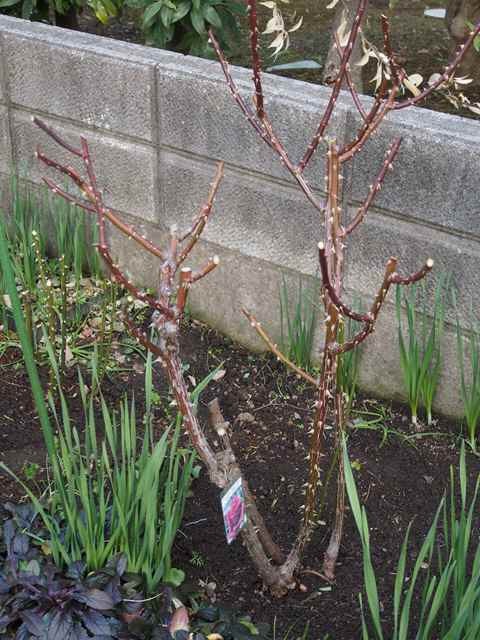 地植えの薔薇_1.09