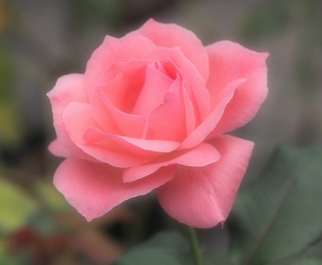 クイーンエリザベル_10.11