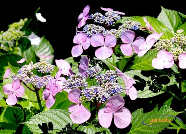 01.額紫陽花_6.21