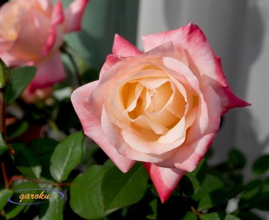 03.ジェミニ(HT)_12.05Up