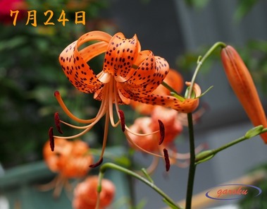 03.鬼百合_7.24