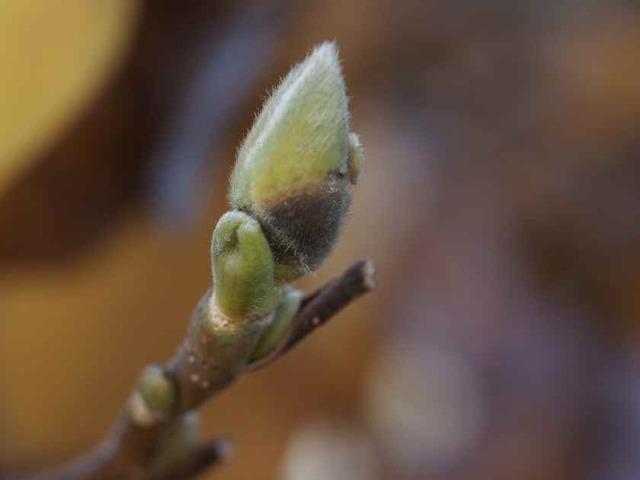 白木蓮の蕾_12.09