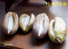 4.ミツバアケビの果実