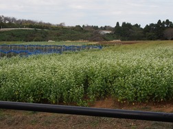 5.蕎麦の畑