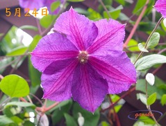 22.クレマチス_5.24