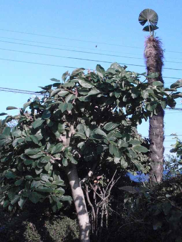 雅勒の散歩路 白木蓮