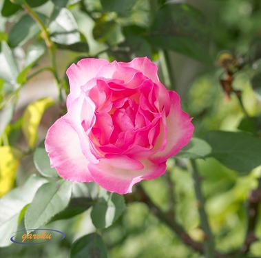 09.ニコール(FL)_12.05