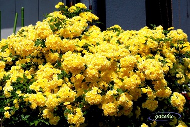 4.モッコウ黄バラ