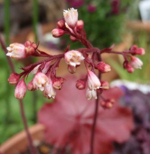 ヒューケラの花_4.21