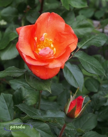 41.プリンセス・ミチコ_Up