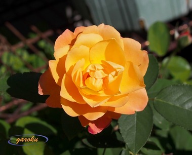 02.アンネフランクの薔薇(FL)_11.05