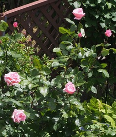 10.クイーンエリザベル(HT)