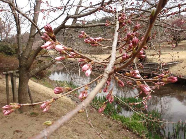 桜の蕾_4.03