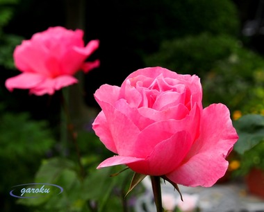 1.Queen Elizabeth(Gr)