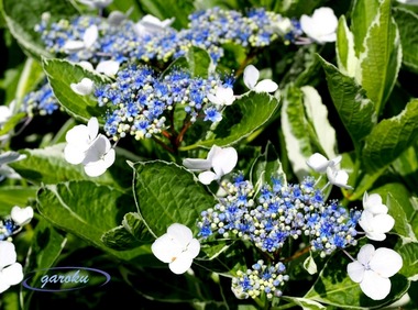 02.額紫陽花(斑入り)_6.16