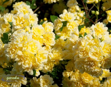 5.モッコウバラ_Up