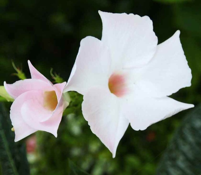 ホワイトデライト_8.19