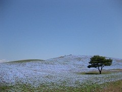 ひたち海浜公園