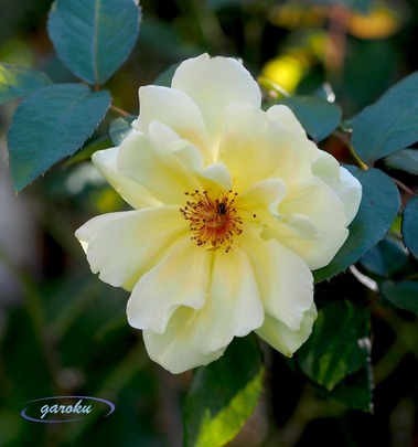 02.イエロー シンプリティ(H)