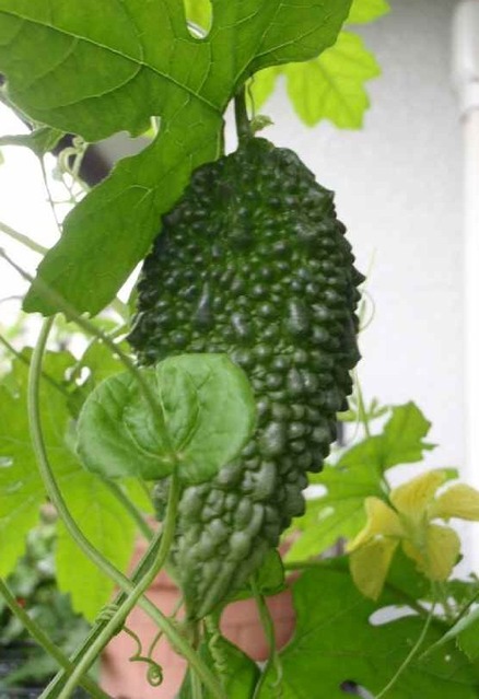 収穫前のゴーヤ