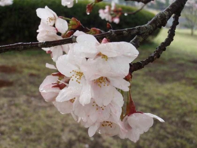 8分咲きの桜