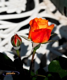 1.アンネの薔薇_蕾