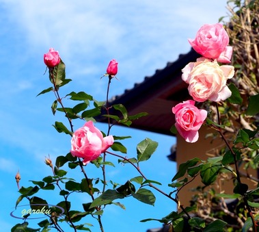 08.クイーン エリザベス(HT)_11.05