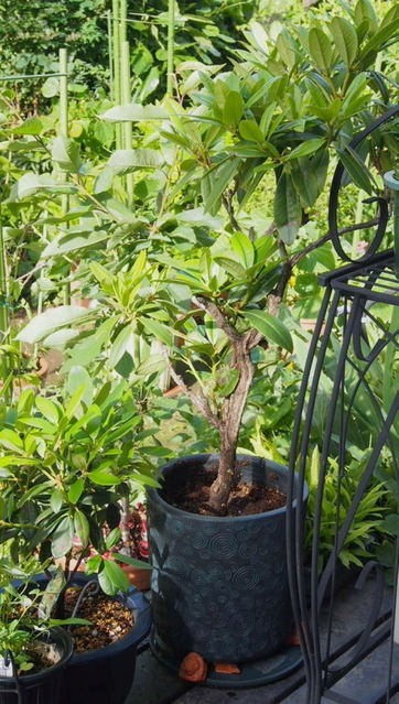 P6200164