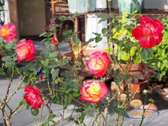 06.チャールストン(FL)_12.05